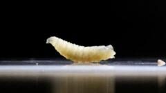 US plans to fight flesh-eating screwworm outbreak with flies and dogs
