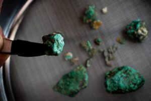 Why cats prefer silver vine to catnip and other May highlights